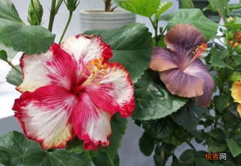 温州市花是什么花啊