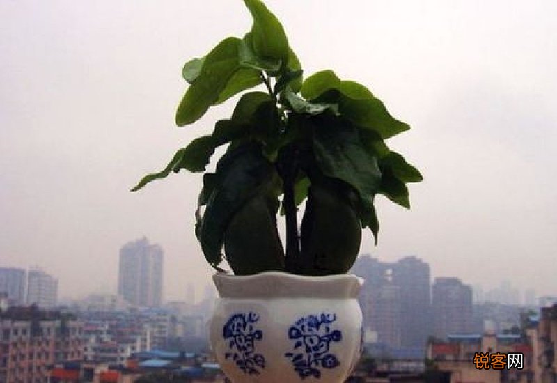 绿元宝树花语和寓意