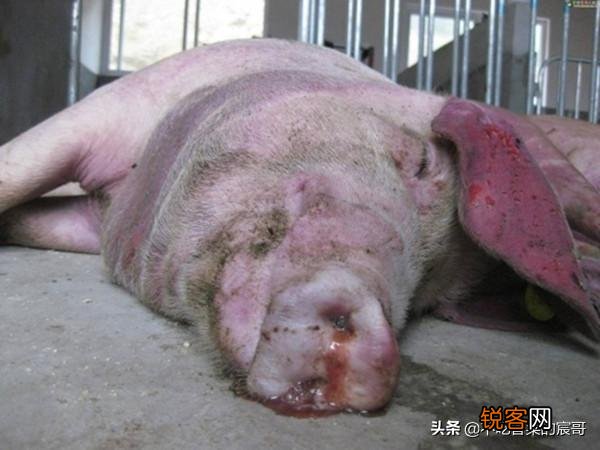 为什么母猪的肉不能吃？