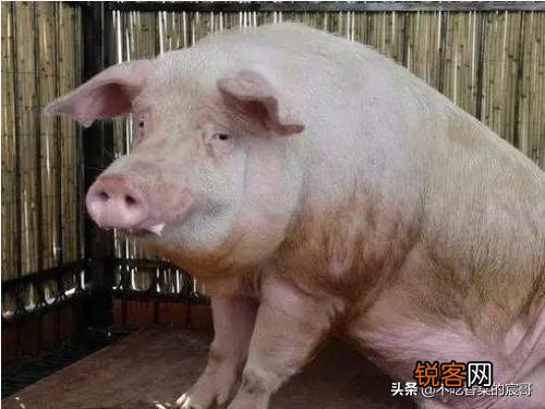 为什么母猪的肉不能吃？