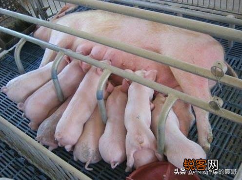 为什么母猪的肉不能吃？