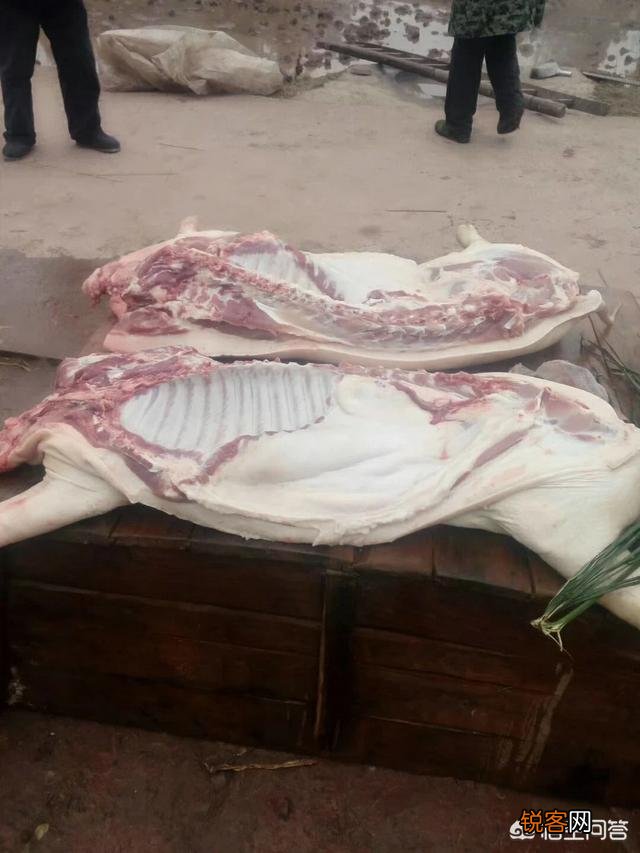 都说农村笨猪肉好吃,但怎么区分笨猪肉和饲养猪呢？