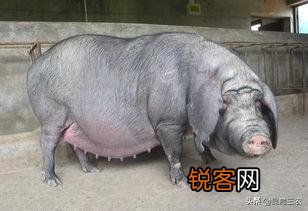 老母猪肉 在农村集市上,卖猪婆肉的屠夫老板安的是啥心？怎样辨别猪婆肉？