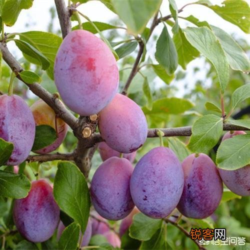 种西梅好还是种樱桃好？