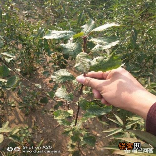 种西梅好还是种樱桃好？