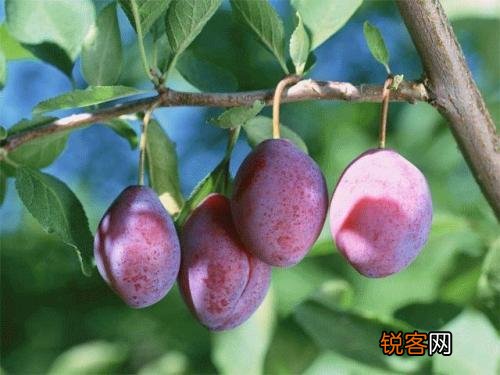 种西梅好还是种樱桃好？