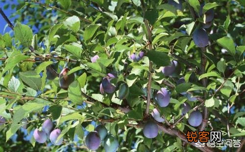 种西梅好还是种樱桃好？