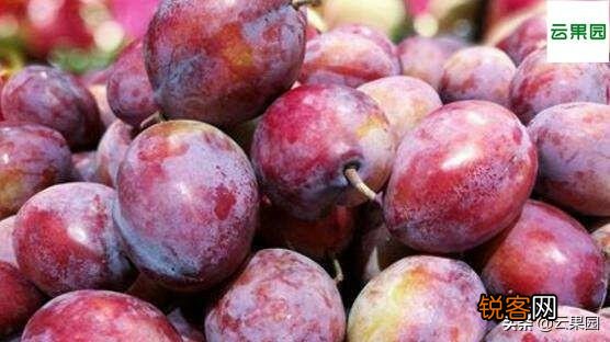 种西梅好还是种樱桃好？