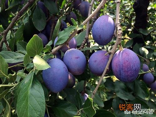 种西梅好还是种樱桃好？