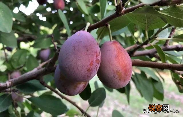 2200米的海拔适合种植西梅吗？