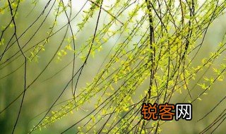 描写柳树的句子 有哪些描述柳树的句子呢