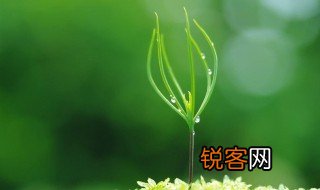 描写春雨的句子佳句 关于描写春雨的优美句子