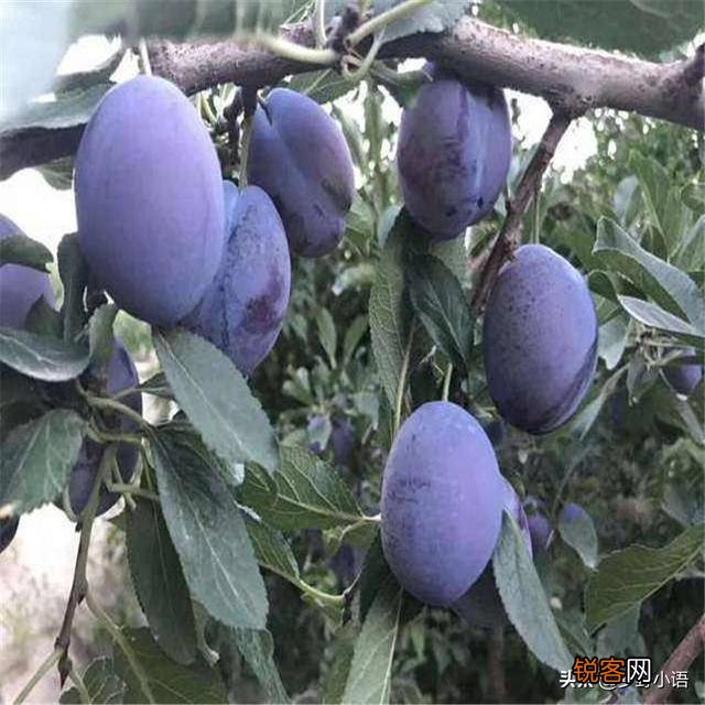 西梅冒条多怎样修剪？