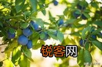 西梅冒条多怎样修剪？