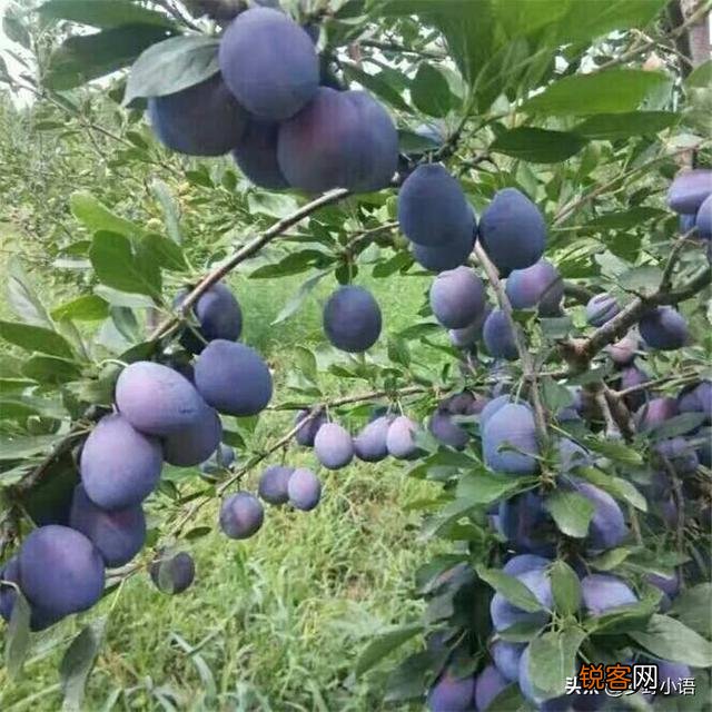 西梅冒条多怎样修剪？