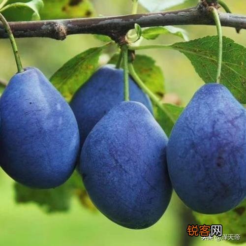 西梅冒条多怎样修剪？