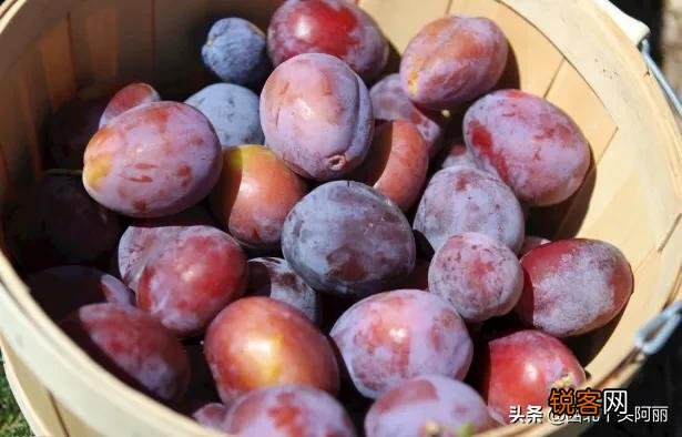 智利西梅好还是澳洲西梅好？