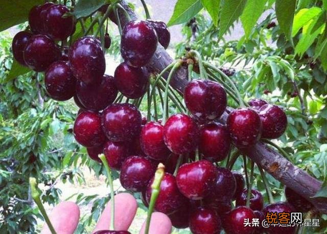 种植大樱桃简单还是种植西梅简单？