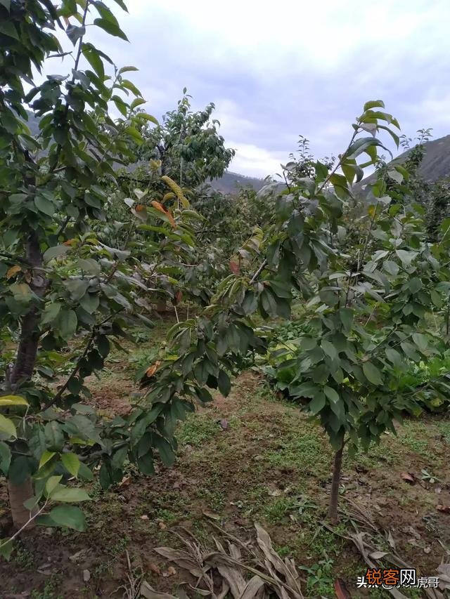 种植大樱桃简单还是种植西梅简单？