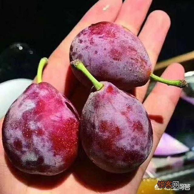 孕妇能不能吃西梅？饮食需要注意什么？