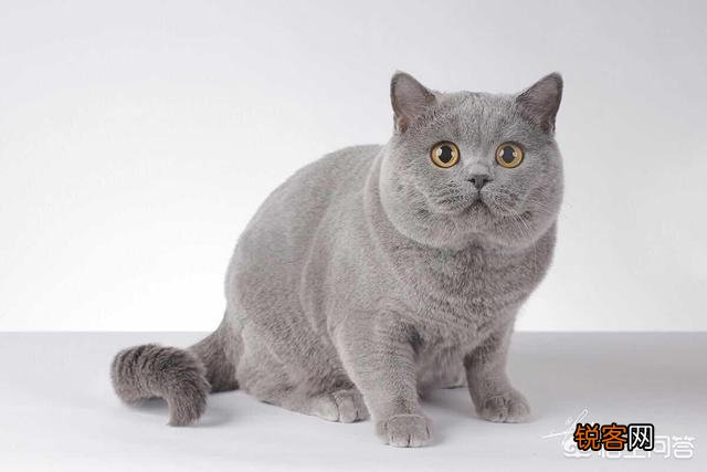 英国短毛猫和蓝猫是一个品种吗？
