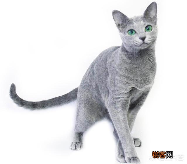 英国短毛猫和蓝猫是一个品种吗？