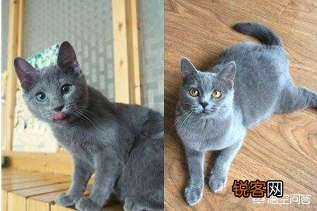 英国短毛猫和蓝猫是一个品种吗？