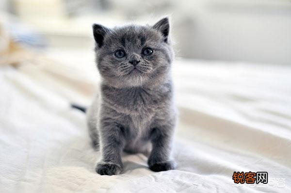 养一只俄罗斯蓝猫是一种怎么样的感觉？