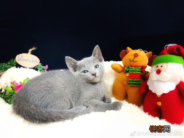 养一只俄罗斯蓝猫是一种怎么样的感觉？