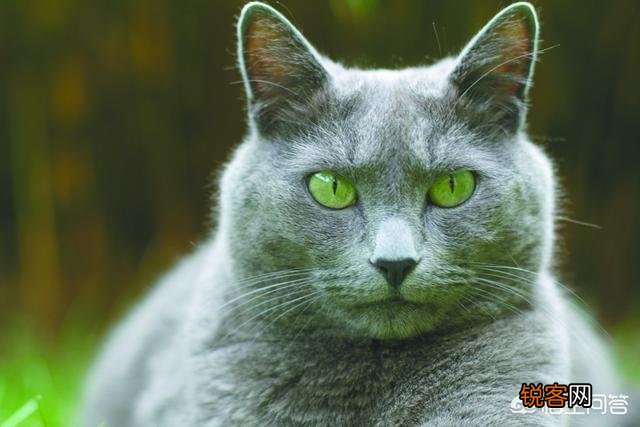 养一只俄罗斯蓝猫是一种怎么样的感觉？