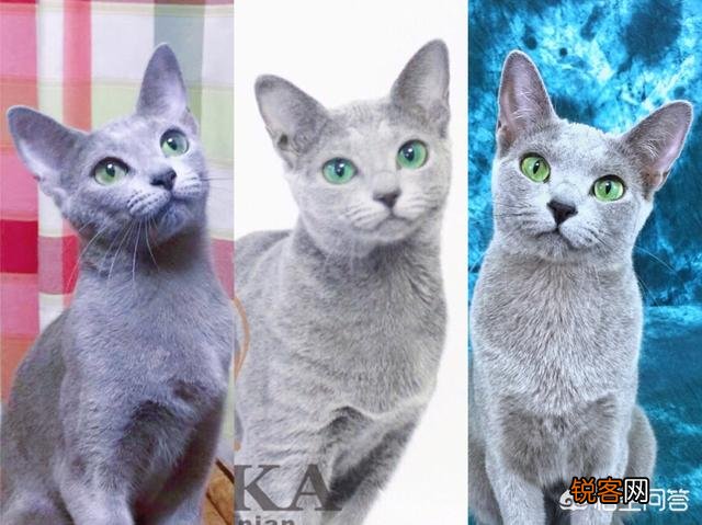 养一只俄罗斯蓝猫是一种怎么样的感觉？