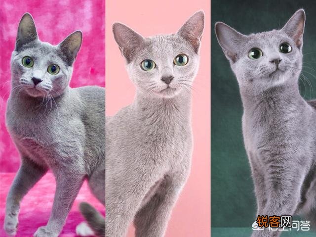 养一只俄罗斯蓝猫是一种怎么样的感觉？