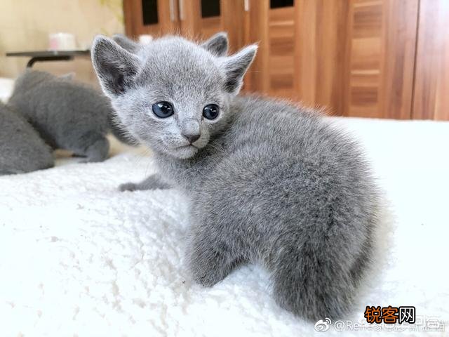 养一只俄罗斯蓝猫是一种怎么样的感觉？