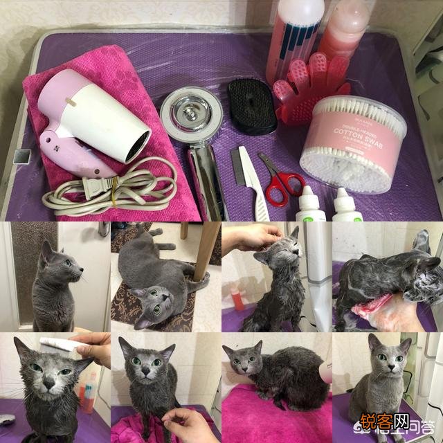 养一只俄罗斯蓝猫是一种怎么样的感觉？