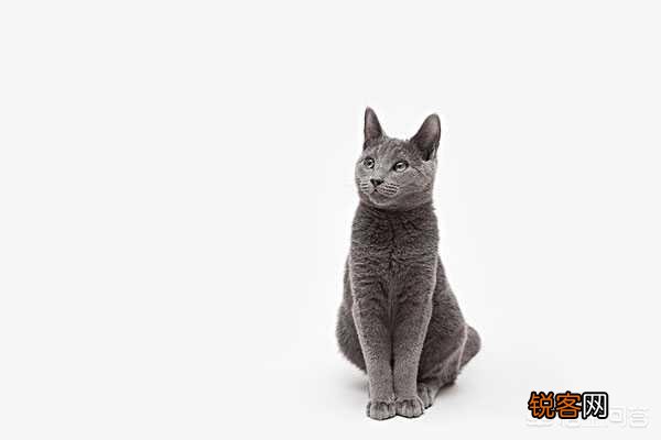 养一只俄罗斯蓝猫是一种怎么样的感觉？