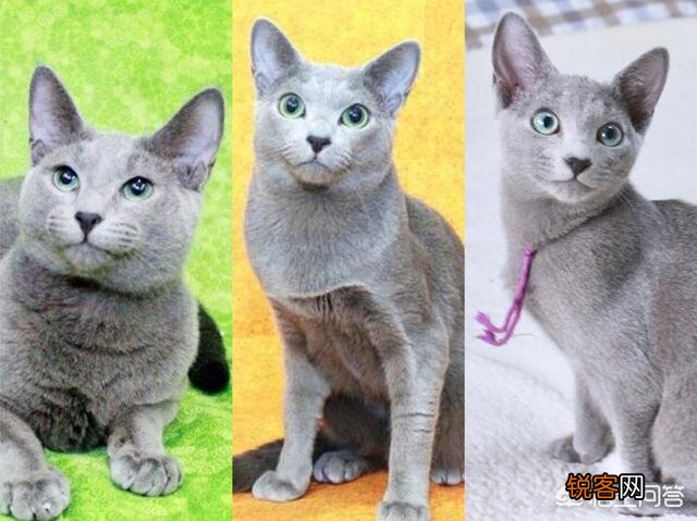 养一只俄罗斯蓝猫是一种怎么样的感觉？