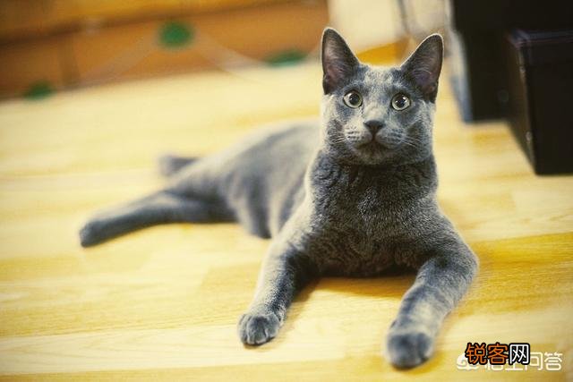 养一只俄罗斯蓝猫是一种怎么样的感觉？