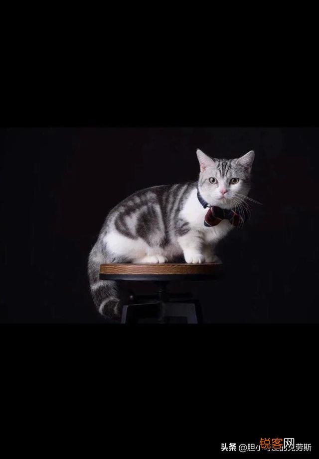 短腿猫,你了解吗？