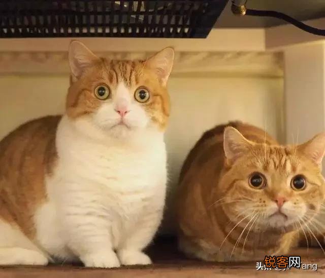 短腿猫,你了解吗？