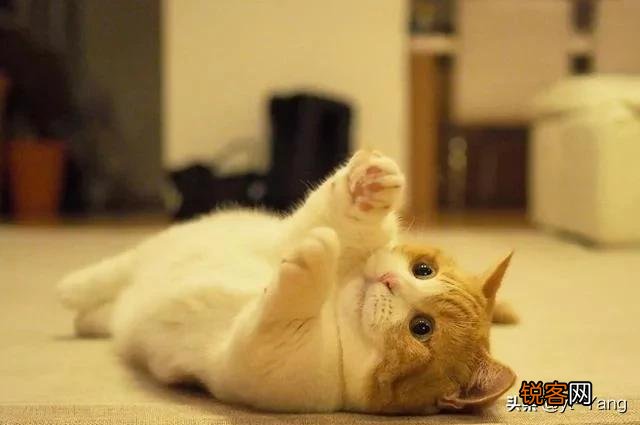 短腿猫,你了解吗？
