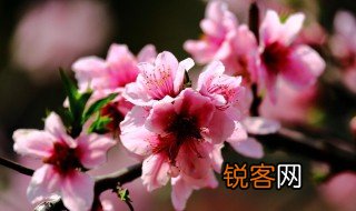 描写桃花的优美句子短 适合桃花的唯美句子