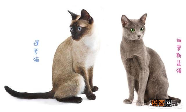 为什么很少人养俄罗斯蓝猫？