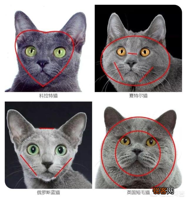 为什么很少人养俄罗斯蓝猫？