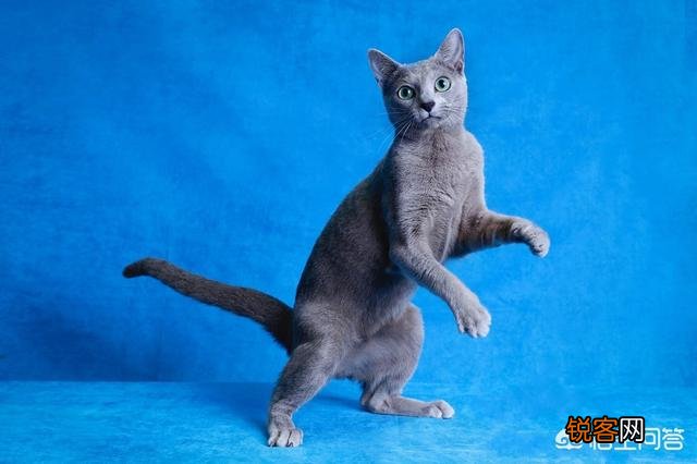 为什么很少人养俄罗斯蓝猫？