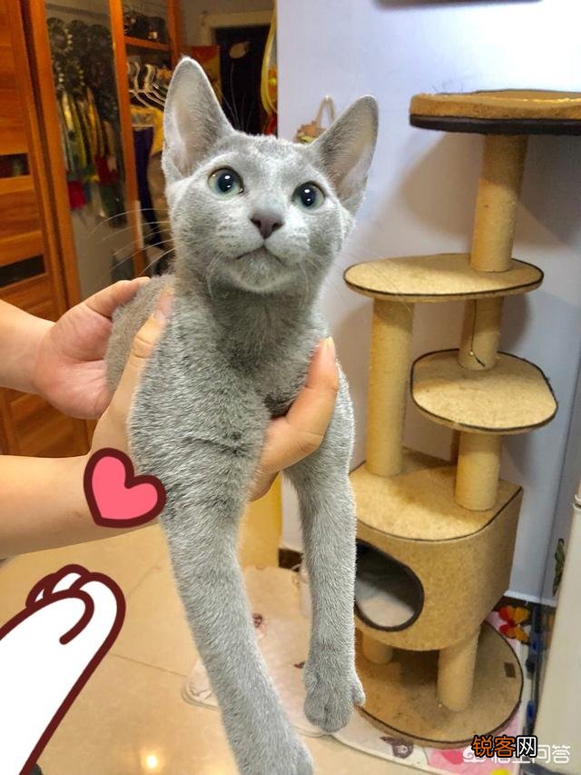 为什么很少人养俄罗斯蓝猫？