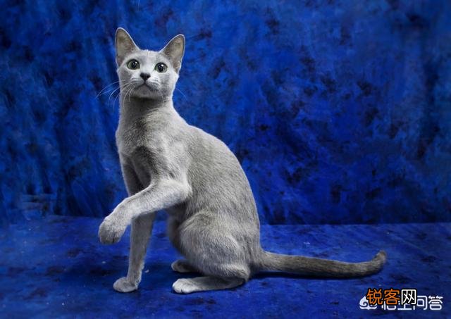 为什么很少人养俄罗斯蓝猫？