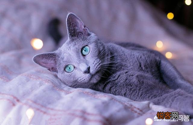 为什么很少人养俄罗斯蓝猫？