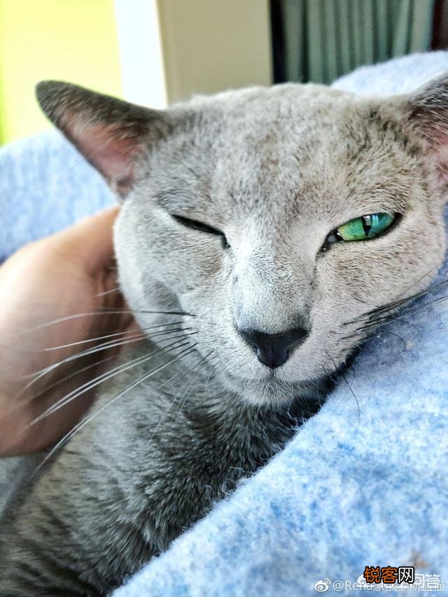 为什么很少人养俄罗斯蓝猫？