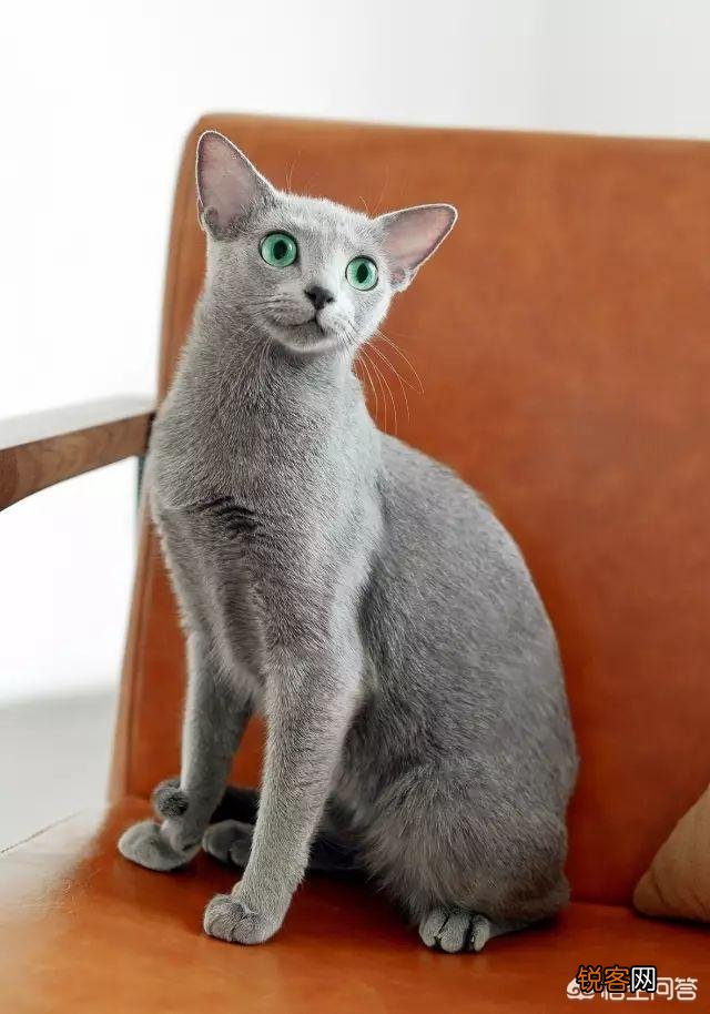为什么很少人养俄罗斯蓝猫？