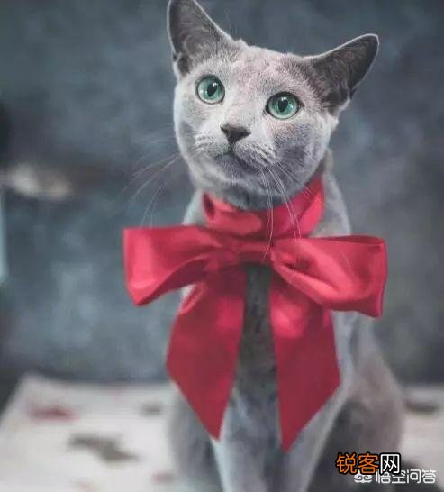为什么很少人养俄罗斯蓝猫？